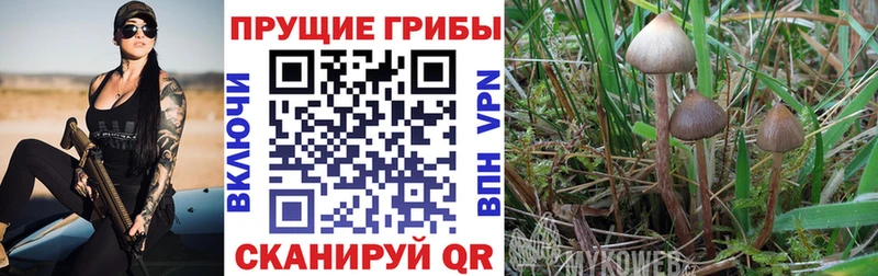 Псилоцибиновые грибы MAGIC MUSHROOMS  где купить наркоту  Брянск 